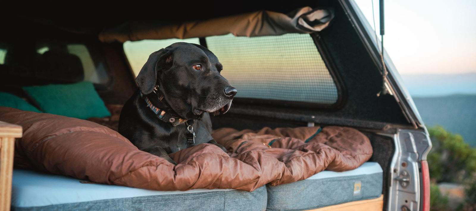 dog laying on HEST Dually in back of Tacoma Truck 